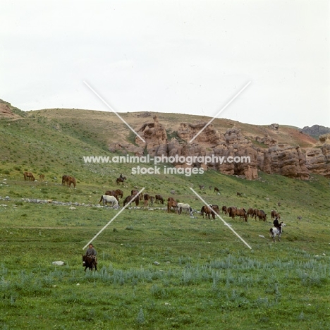 karabair mares and foals grazing on the hillside with three riders in uzbekistan