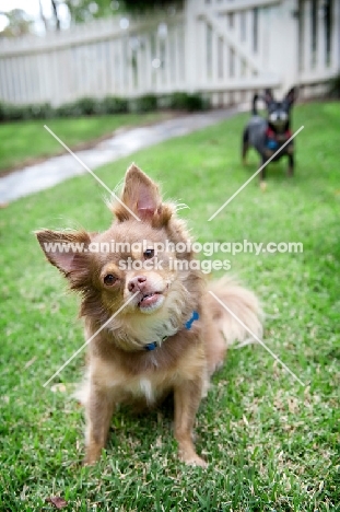 long-haired chihuahua sitting in grass