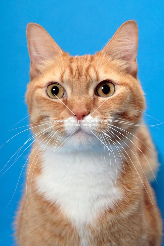 Red Mackerel Tabby & White Cat, front view