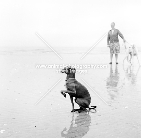 italian greyhound sitting on the beach, saluki dog with hope waters in background