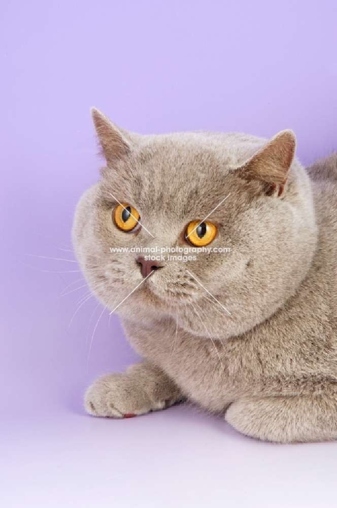 lilac british shorthair cat portrait