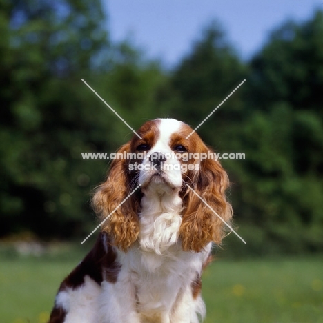 cavalier king charles spaniel, portrait 