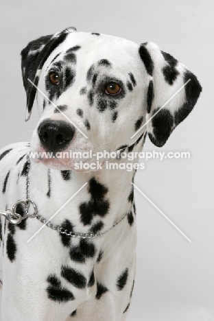 Dalmatian, head study on white background