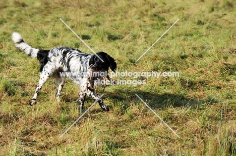 large Munsterlander retrieving