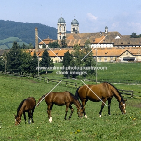 Eindiedlers in pasture at  Einsiedeln Monastery 