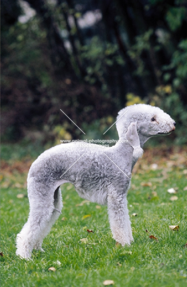 Bedlington Terrier, posed