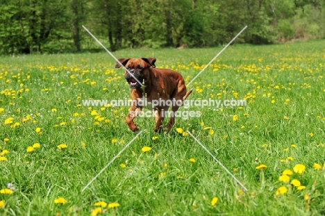 Boxer running in grassy field