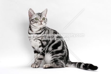 American Shorthair, sitting on white background