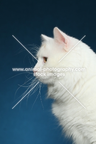 Turkish Van in profile