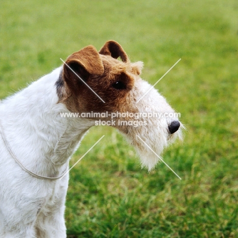 wire fox terrier portrait