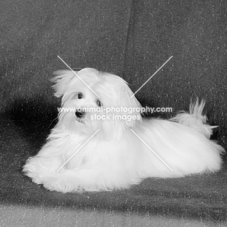 maltese puppy, vicbrita mayfly