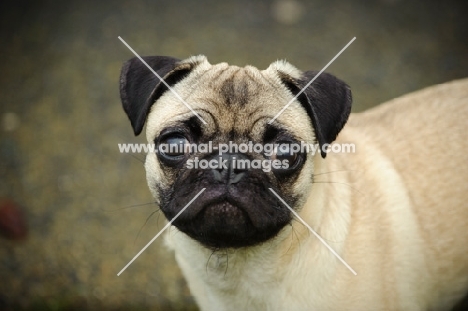 cute fawn Pug