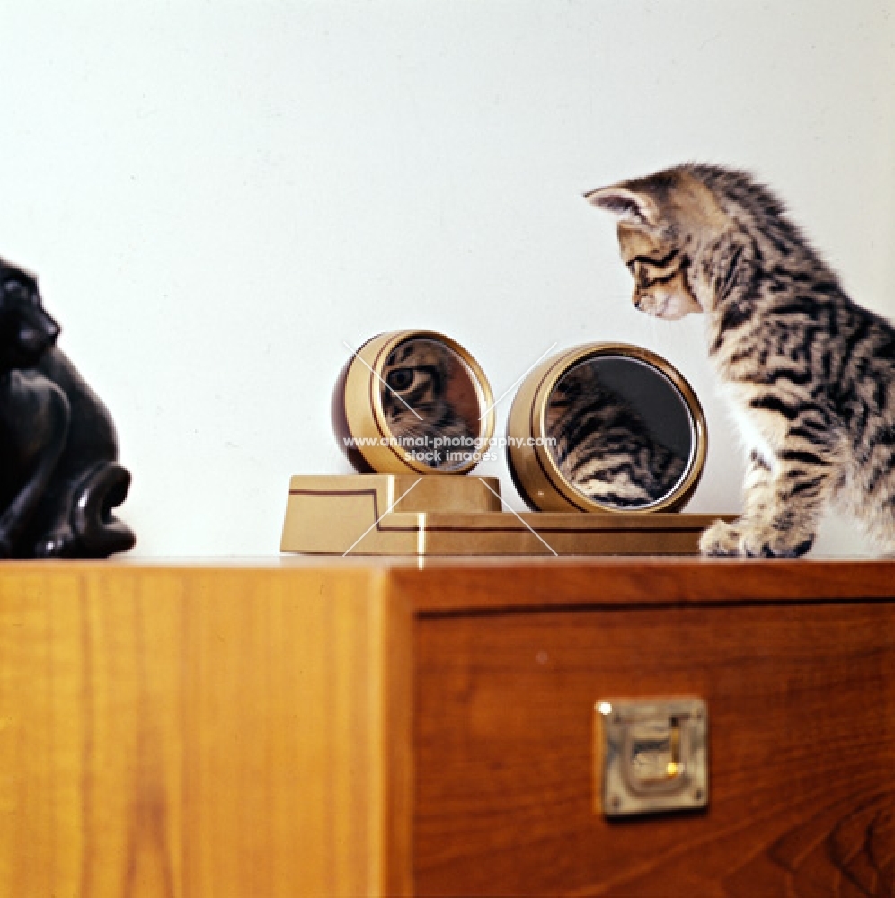 brown tabby shorthair kitten looking into mirror