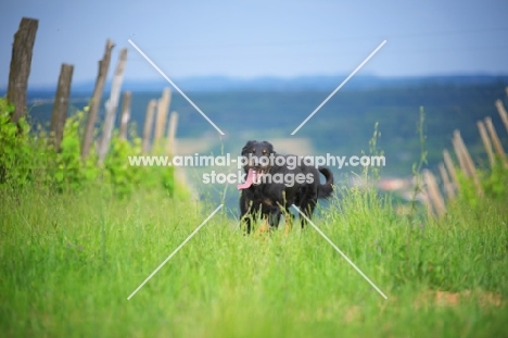 portrait of a Beauceron with tongue out running in a vineyard