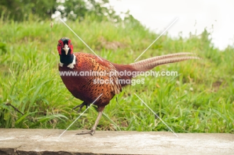 Pheasant walking