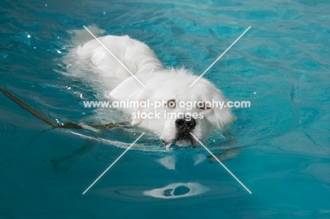 Maremma Sheepdog swimming in pool