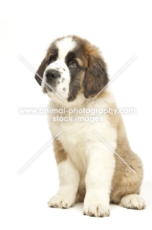 Saint Bernard puppy on white background, looking up