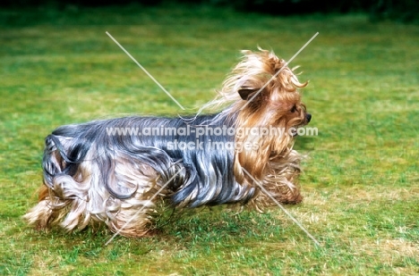 ch yadnum regal fare, yorkshire terrier, 16 years old, dashing across lawn