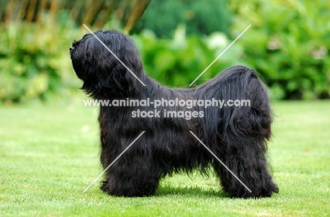 black Tibetan Terrier side view