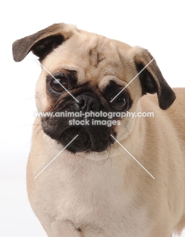 Pug on white background