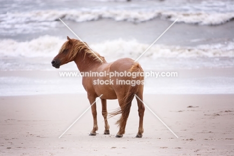 Wild Assateague horse on beach in front of ocean