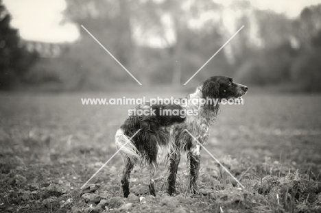 black and white English Setter standing in a field