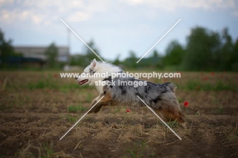 blue merle australian shepherd running free in a field