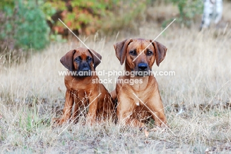 Rhodesian Ridgeback