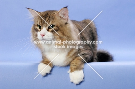 Brown Mackerel Tabby & White Norwegian Forest cat