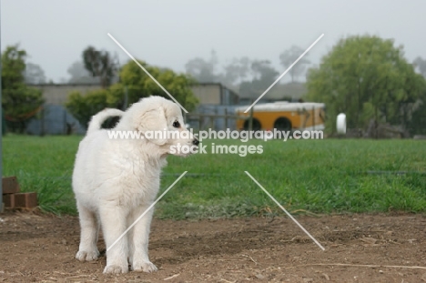 Maremma Sheepdog puppy