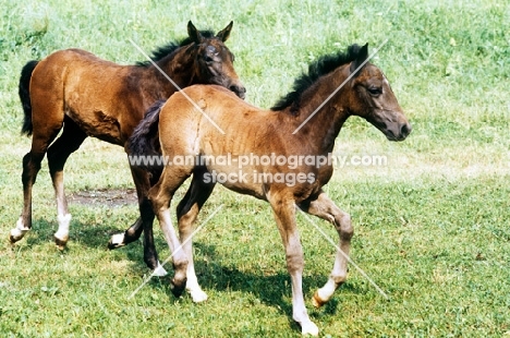 lipizzaner foals at piber