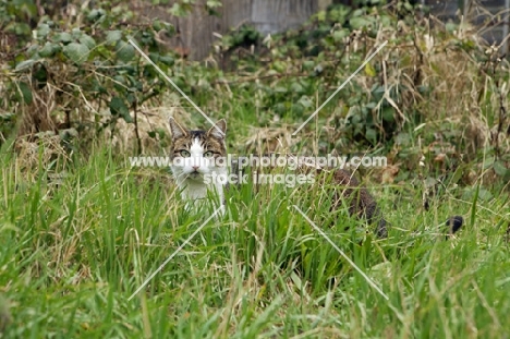 tabby and white young cat looking through grass