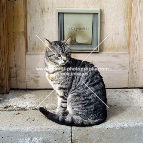 feral x cat, ben, at cat door