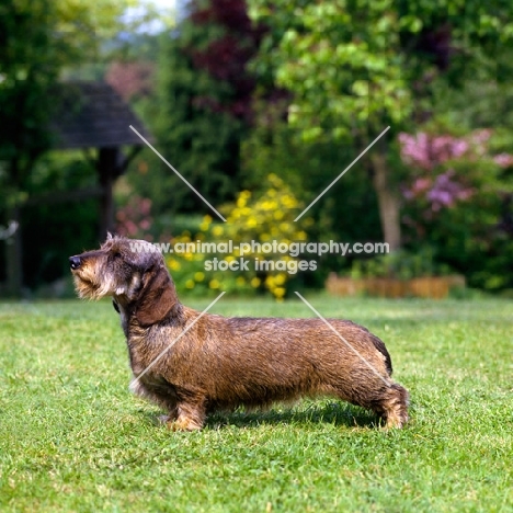champion miniature wire haired dachshund on grass