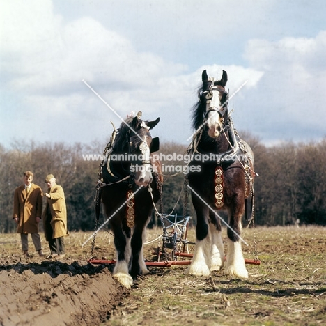 two shire horses at spring working