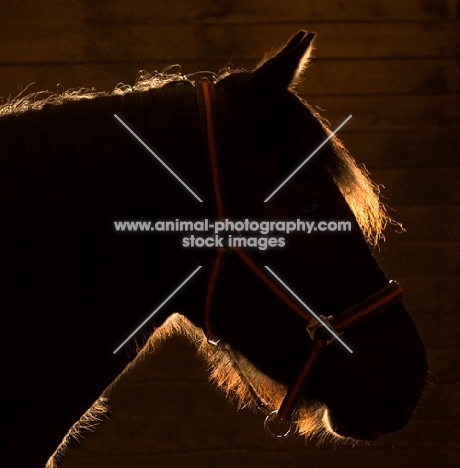 horse silhouette