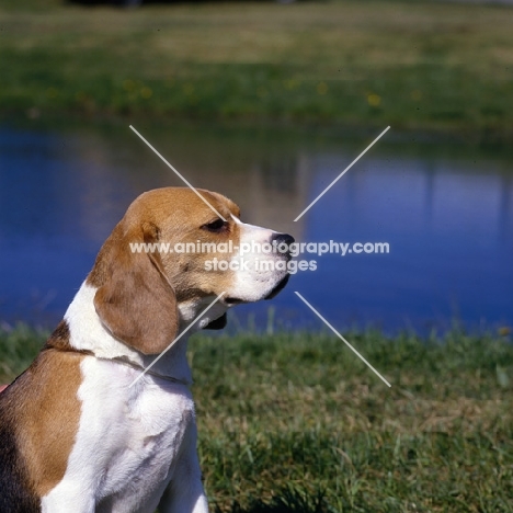 champion beagle not exceeding 13”