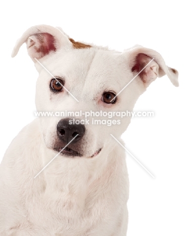 American Pit Bull Terrier portrait