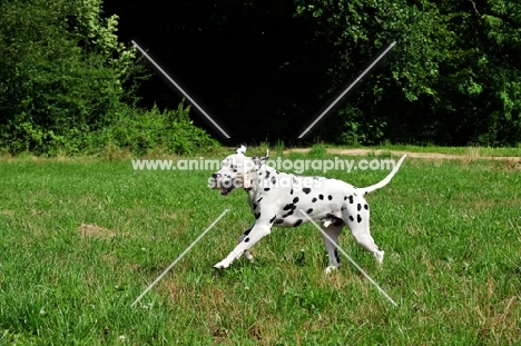 black spotted Dalmatian in field