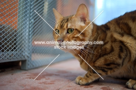 bengal cat champion Svedbergakulle Goliath crouched