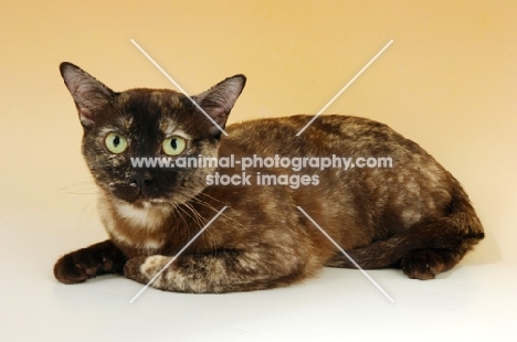 tortie burmese