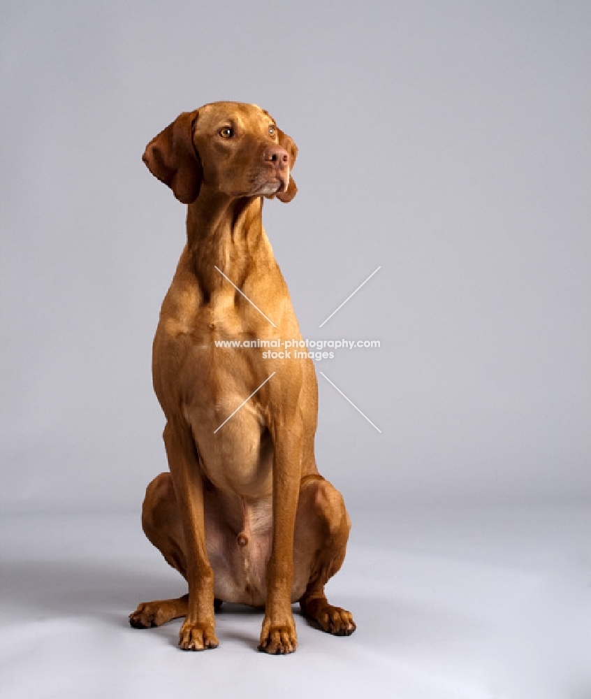 Hungarian Vizsla sitting in studio