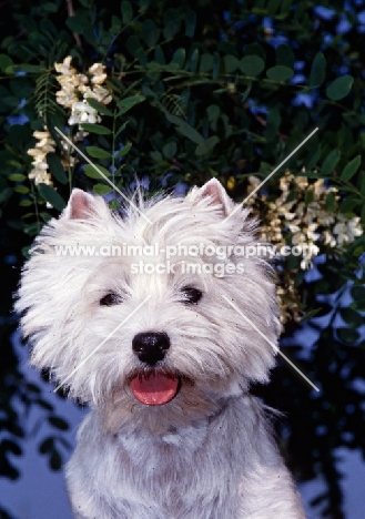  west highland white terrier with a background of blossom