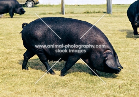 large black sow at royal show