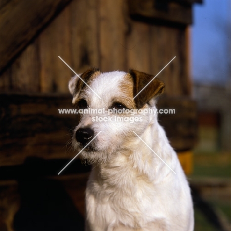 head shot of older parson russell terrier