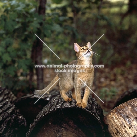 abyssinian cat on log in canada