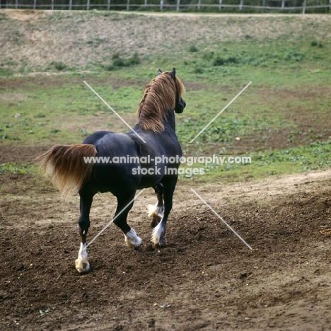 welsh cob (section d) stalion, rear view, trotting off on a mission   