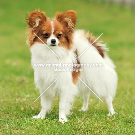 Papillon standing on grass