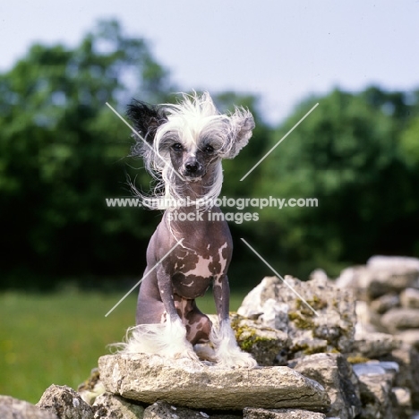 champion chinese crested sitting on a wall