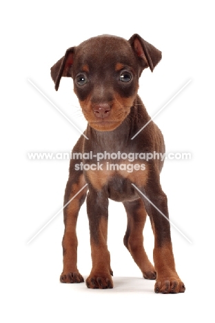 chocolate and tan Miniature Pinscher puppy on white background